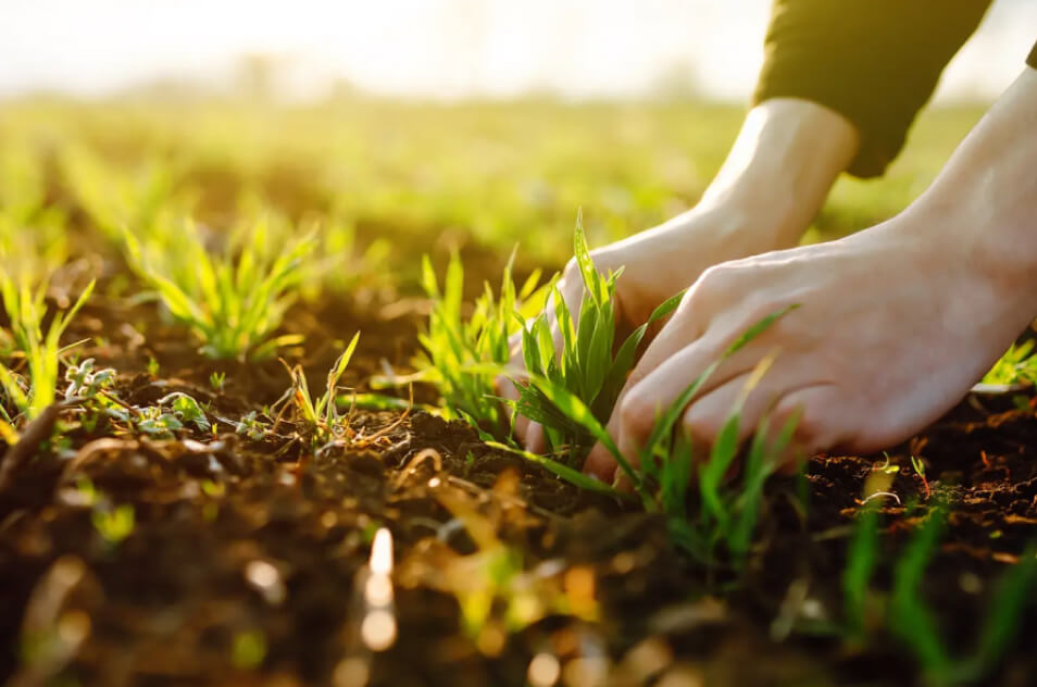 Listing image for Yara.